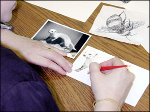 lorrie_animals2